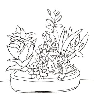 Succulant Sketch Pattern