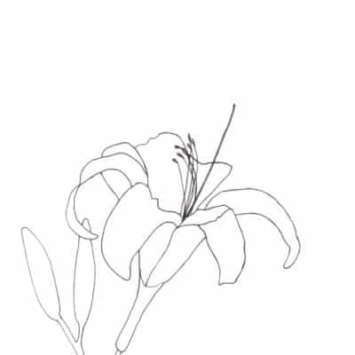 Daylilly Sketch pattern